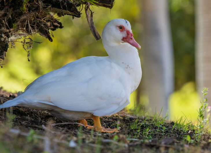 Abama Hotels Abama Hotels